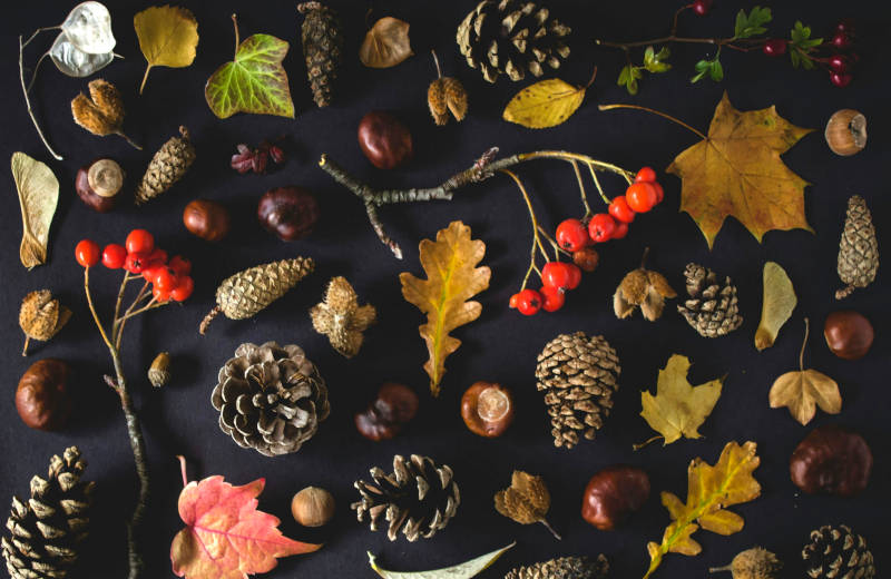 Autumn-Activities-image-Collected-autumn-leaves-berries-and-seeds